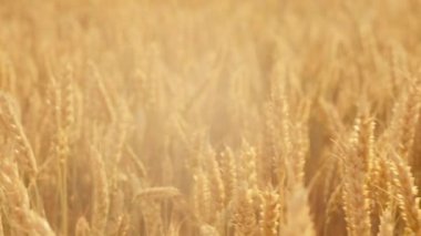 mahsul hasat sarı tarla buğday çavdar hareketli rüzgar