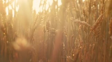 altın çavdar buğday tarlası hasat organik tarım