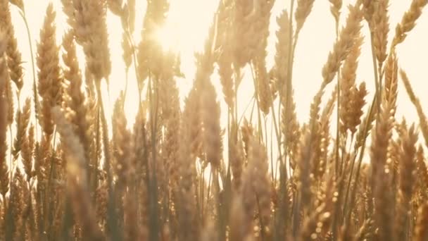 Sunlit natura opalona pszenica pochodni uroda wzruszający żyto — Wideo stockowe