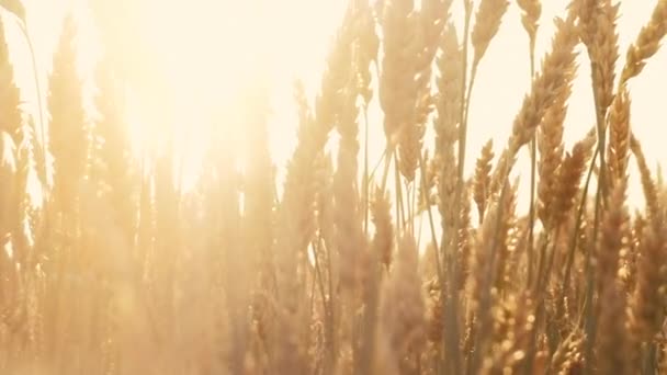 Biologische boerderij oogst gerstmout productie zon — Stockvideo