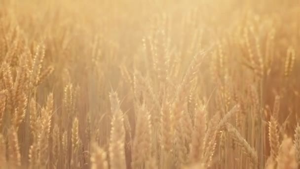 Landbouw voedselproductie geel veld rogge tarwe — Stockvideo