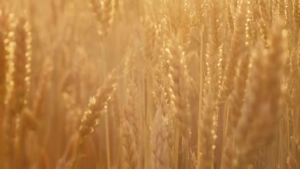 Landwirtschaft goldenen Weizen Feld Stängel Stachel — Stockvideo