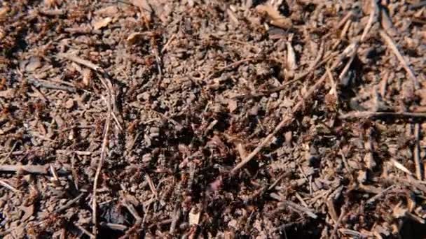 Społeczność społeczności mrówki współpraca owady Kolonii — Wideo stockowe
