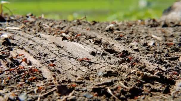 Ant colony busy hardworking insects running ground — Stock Video