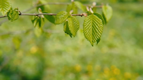 Άνοιξη πράσινη ζωή φύση φτελί κλαδί δέντρο φύλλα — Αρχείο Βίντεο