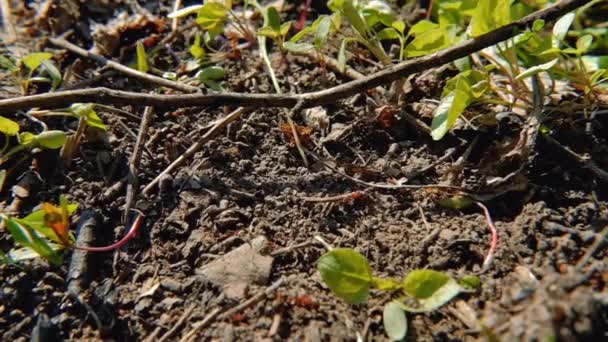 Naturaleza vida silvestre ambiente hormigas ocupado trabajo en movimiento — Vídeo de stock