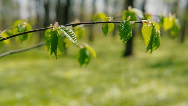 Tavaszi természet zöld erdő Szilfa ág levelek — Stock videók