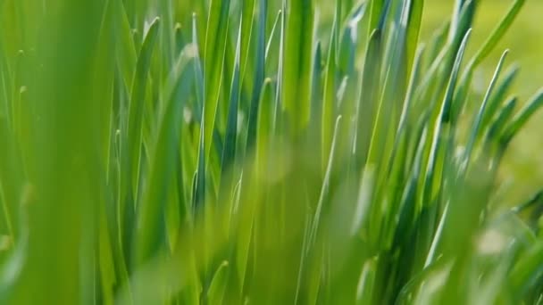 Spring wakening plant fresh green grass closeup — Stock Video