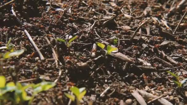 Trabajo en equipo cooperación ardua colonia hormigas ejecutar — Vídeo de stock