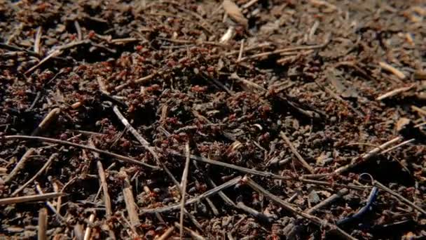 Teamwork cooperation hardworking colony ants run — Stock Video