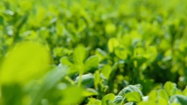 Lucern foliage spring greenery moving field plant — Stock Video