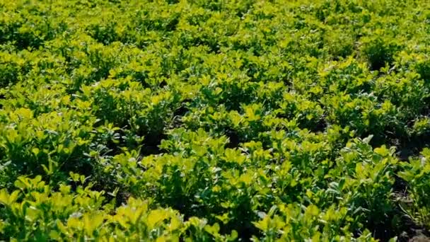 Mezőgazdasági termelés Lucern mező agronómia feed — Stock videók