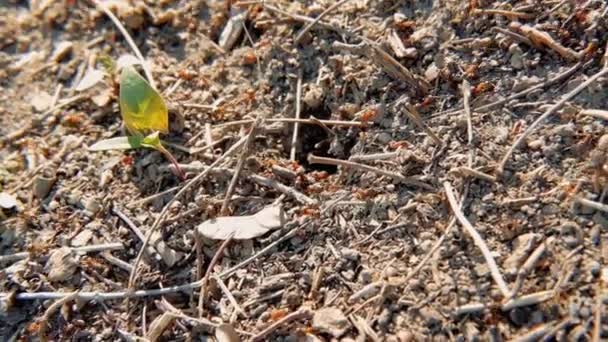 Лесная очистка насекомых муравьев баланс дикой природы бежать — стоковое видео