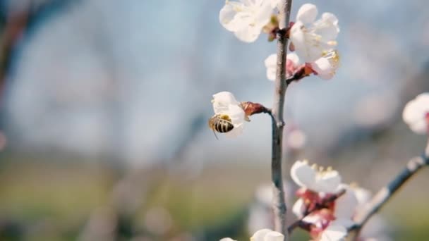 Bee pollinating apricot tree blossom spring flower — Stock Video