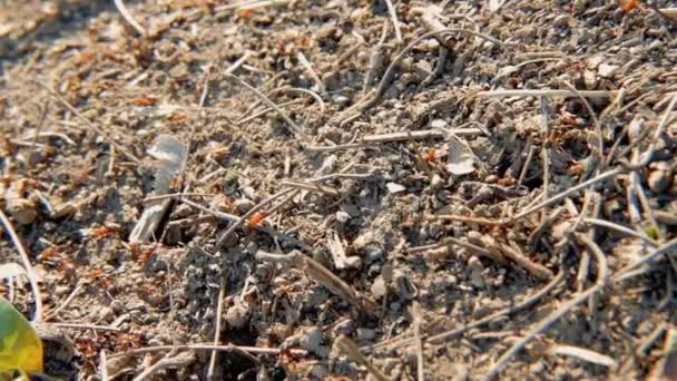 Myra koloni upptagen hårt arbetande insekter rinnande mark — Stockvideo