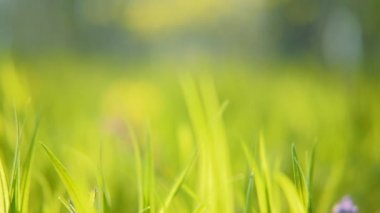 vahşi doğa yeşil çim orman bahar yeşillik güneş