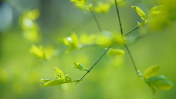Primavera verde vida naturaleza árbol rama hojas — Vídeos de Stock