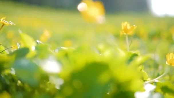 春の花の植物緑の自然バターカップの花 — ストック動画
