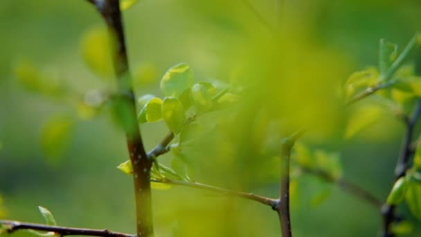 Весняне зелене життя листя гілки дерева природи — стокове відео