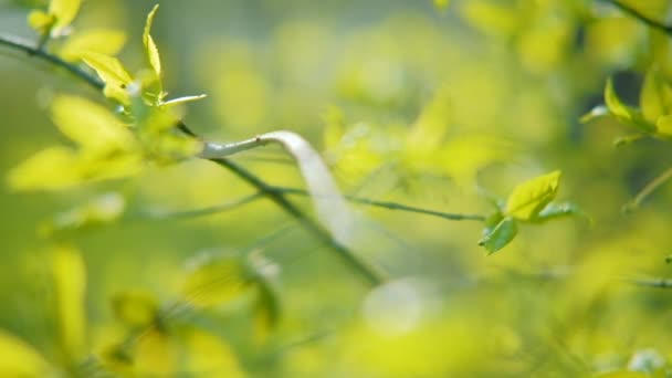 Primavera naturaleza verde jardín tierno rama hojas — Vídeo de stock