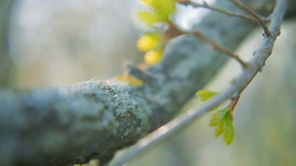 Natuur levenscyclus lente groen verlaat boomstam — Stockvideo