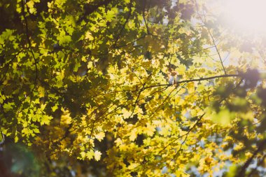 sonbahar orman güneş ışıkları yeşil sarı yapraklar