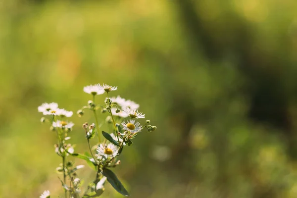 カモミールの花は緑の自然の背景をぼかす — ストック写真