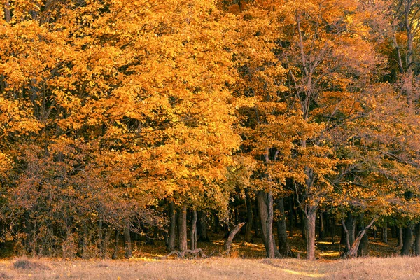 Autumn landscape golden foliage nature background — Stock Photo, Image