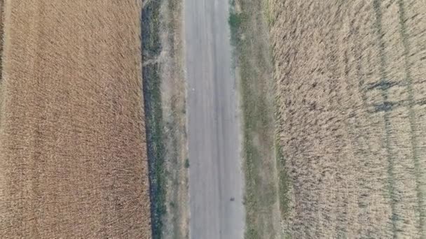 Vista aérea campo de trigo centeio colheita acima cenário — Vídeo de Stock
