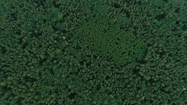 Aerial shot wood nature scenery green trees field — Stock Video