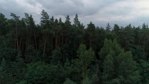 Forest vzdušný pohled zelený borovicový smrk nad stromy