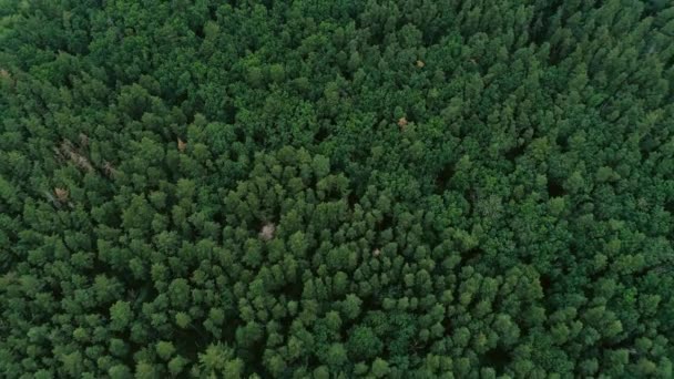 Forest vzdušný pohled zelený borovicový smrk nad stromy — Stock video