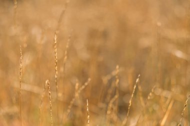 sonbahar doğa altın çim çayır sonbahar arka plan