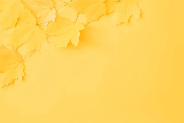 Tiempo de cosecha hojas de arce amarillo fondo — Foto de Stock