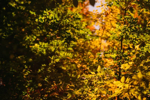 Outono folhagem verde amarelo folhas fundo — Fotografia de Stock