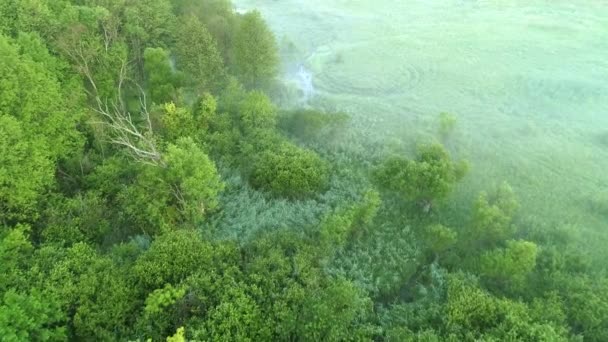 Sis bataklık havadan görünümü sisli yeşil ağaç yemyeşil çalı — Stok video