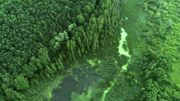 Umweltschutz-Überführung über grünen Waldsumpf — Stockvideo
