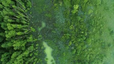 bataklık orman havadan görünümü koruma parkı üstgeçit