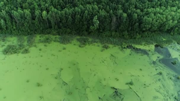 Bataklık orman havadan görünümü koruma parkı üstgeçit — Stok video