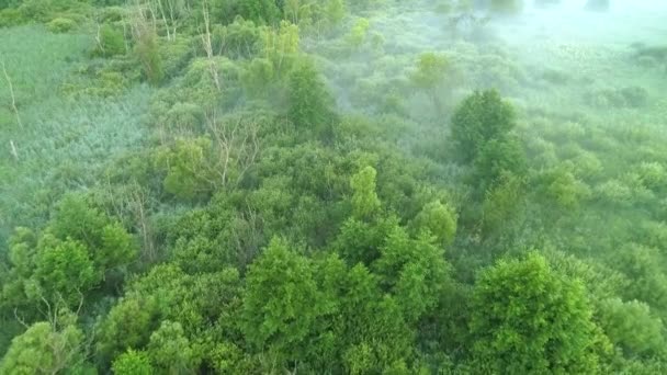 Paysage vert brouillard vue aérienne mouche arbres marécageux — Video