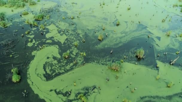 Ökologie der Wasserverschmutzung fliegt über grünen Sumpf — Stockvideo