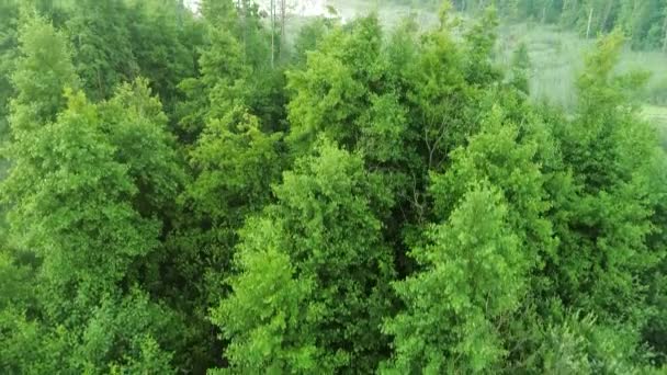 Paysage vert vue aérienne forêt marécage nature — Video