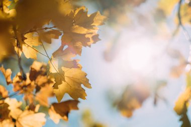 güneşli gün sonbahar orman sarı yaprakları arka plan