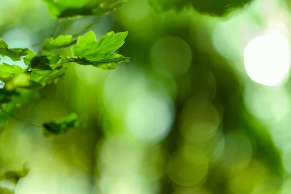 Folhas verdes bokeh luzes natureza fundo — Fotografia de Stock