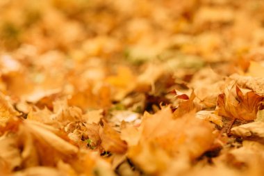 hasat zamanı bulanıklık sonbahar yaprakları arka plan