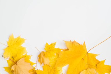 sonbahar doğa arka plan sarı akçaağaç yaprakları