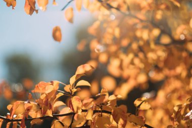 Doğa Sonbahar gökyüzü manzara mavi yaprakları