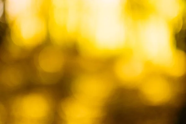 노란 빛 렌즈 플레어 나무 잎 배경 — 스톡 사진