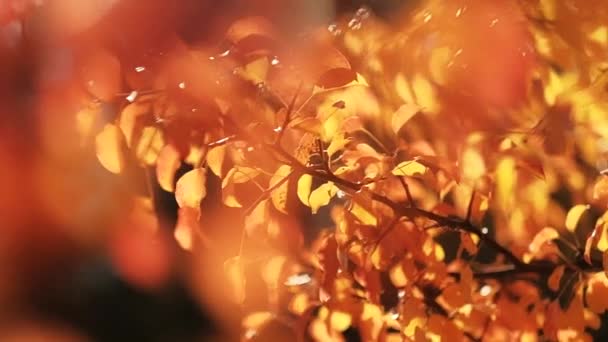 Podzim přírodní park žluté stromy modrý nebe slunečný den — Stock video