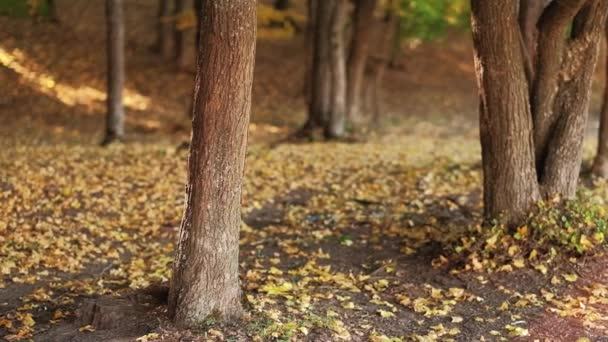 Změna sezóny podzimní les žlutý listoví — Stock video